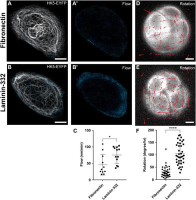 Combining Image Restoration and Traction Force Microscopy to Study Extracellular Matrix-Dependent Keratin Filament Network Plasticity